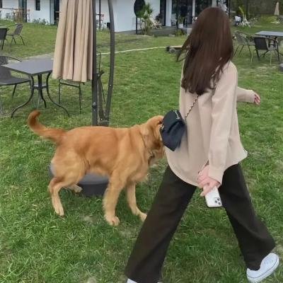 芒洛医生第二季